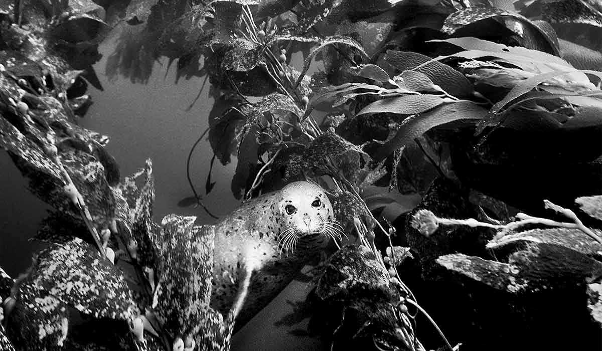 Black-and-white image of a harbor seal in kelp