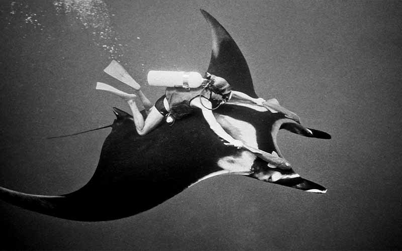 Black-and-white photo of a diver riding a devil ray