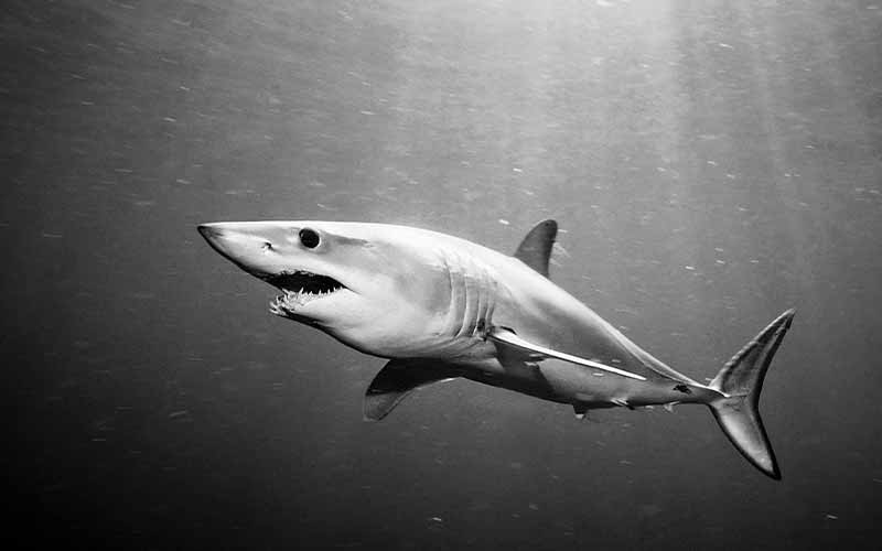 Black-and-white photo of a shark showing off a toothy grin