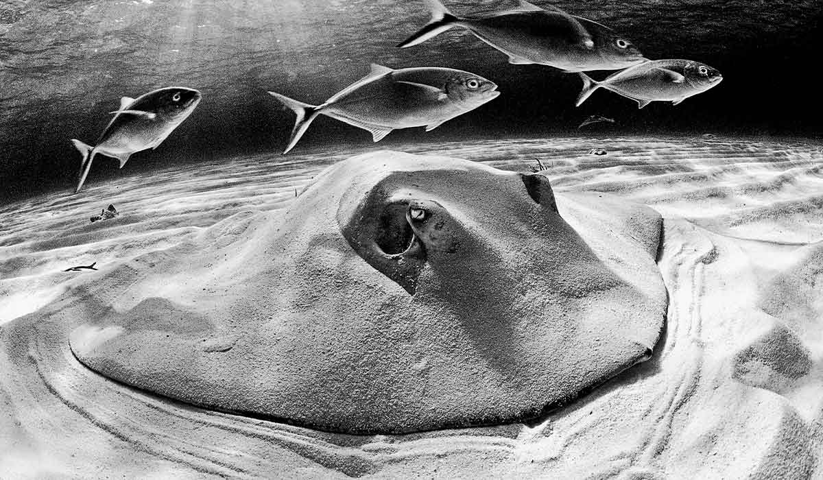 Black-and-white photo of a stingray buried in the sand