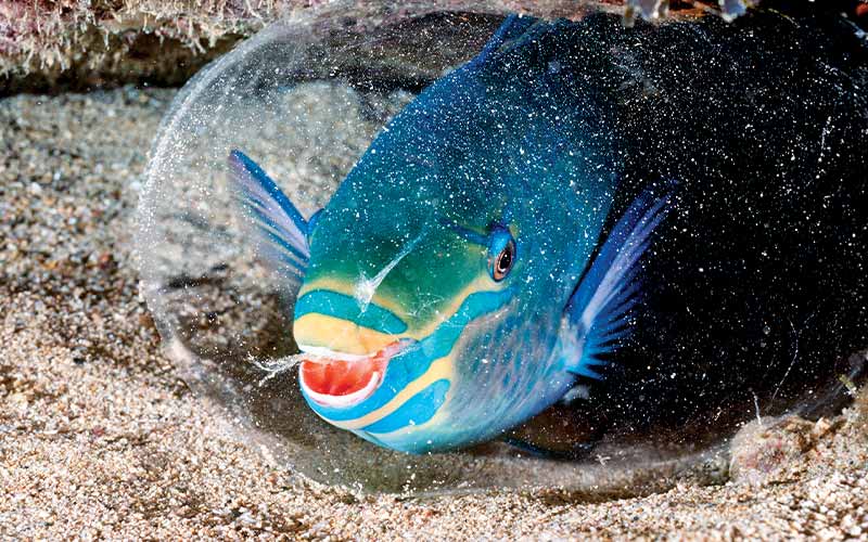 Blue parrotfish has a mucous cocoon around its face