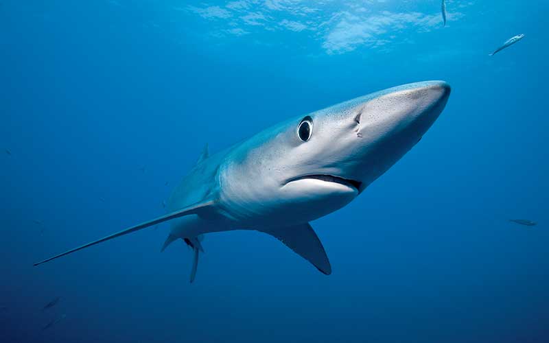 Blue shark glares at camera