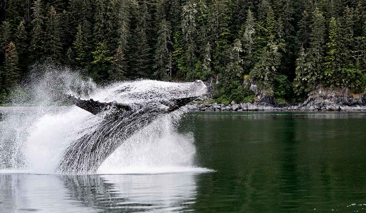 Breaching humpback whale does a dramatic back flip into water