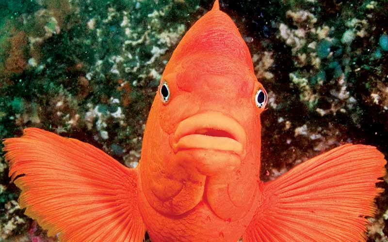 Bright orange fish stares directly at camera