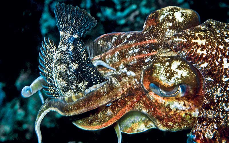 Broadclub cuttlefish nabs a blenny in its face tentacles