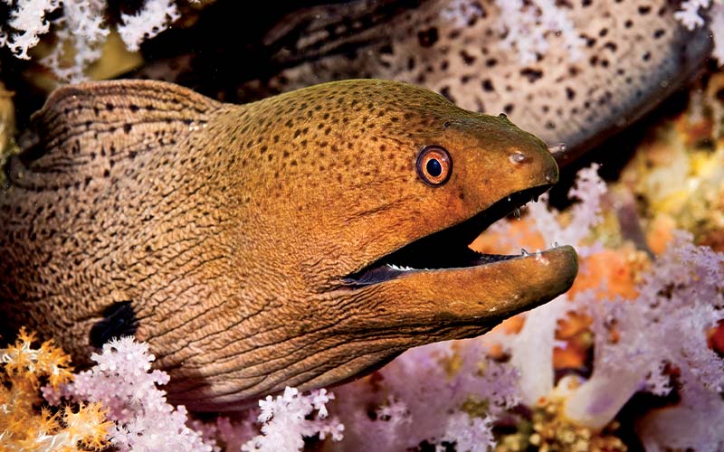 Brown moray eel sticks head out of hiding