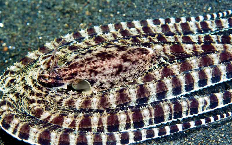 Brown-striped octopus is in a tight ring for protection
