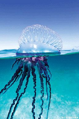 Bubble-like man-of-war surfaces and leaves purple tentacles below surface