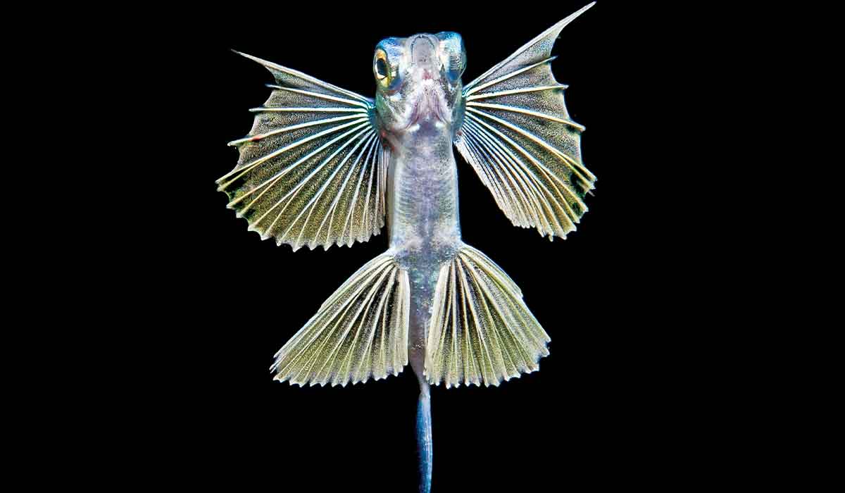 Bug-eyed, young sailor flying fish