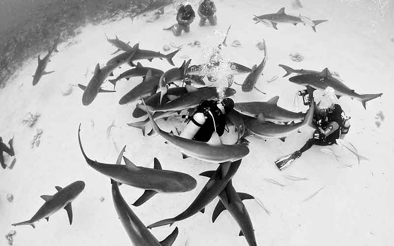 Caribbean reef sharks congregate around a few divers looking for snacks