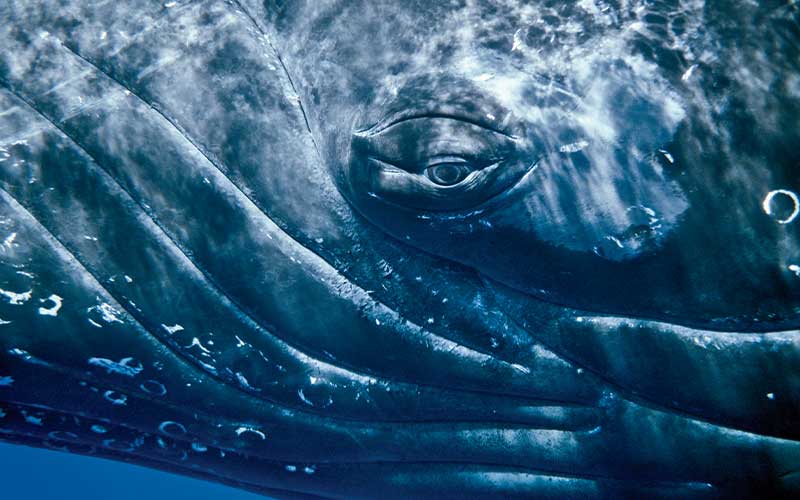 Close-up photo of a humpback whale eye