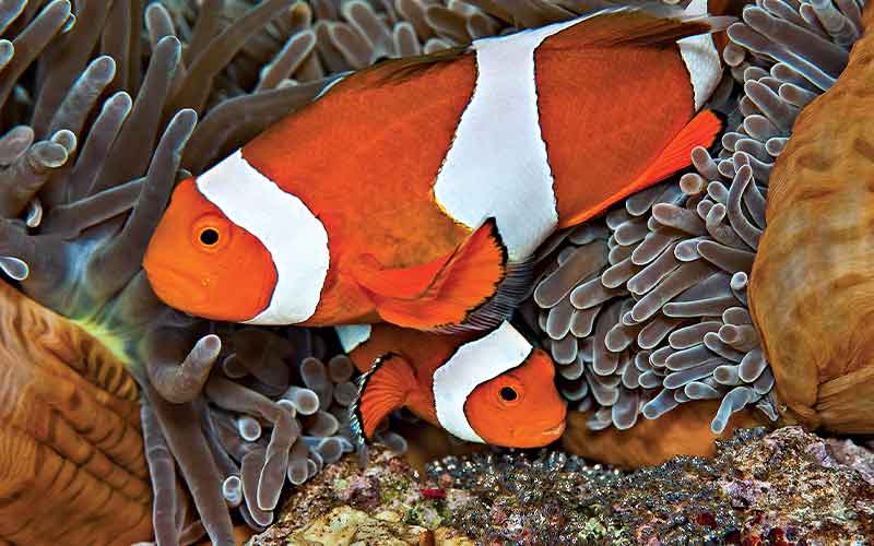 Clownfish parent and young clownfish cower in an anemone