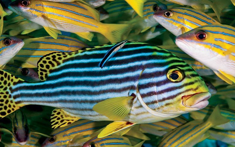 Dense school of yellow-striped fish