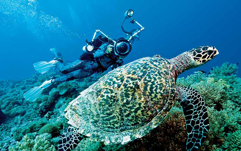 Dive photographer chases a sea turtle to get a shot