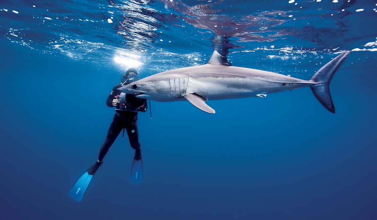 Dive photographer films a nearby shark
