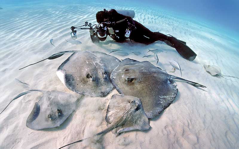 Dive photographer lies on side trying to photograph four stingrays