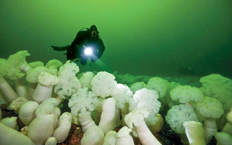 Diver above a field of plumose anemone, that actually look like plump heads of cauliflower