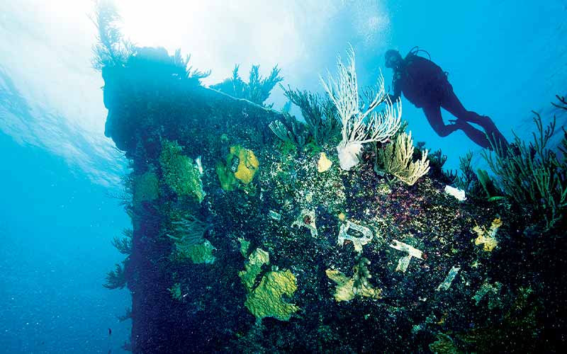 Diver approaches sponge-encrusted shipwreck