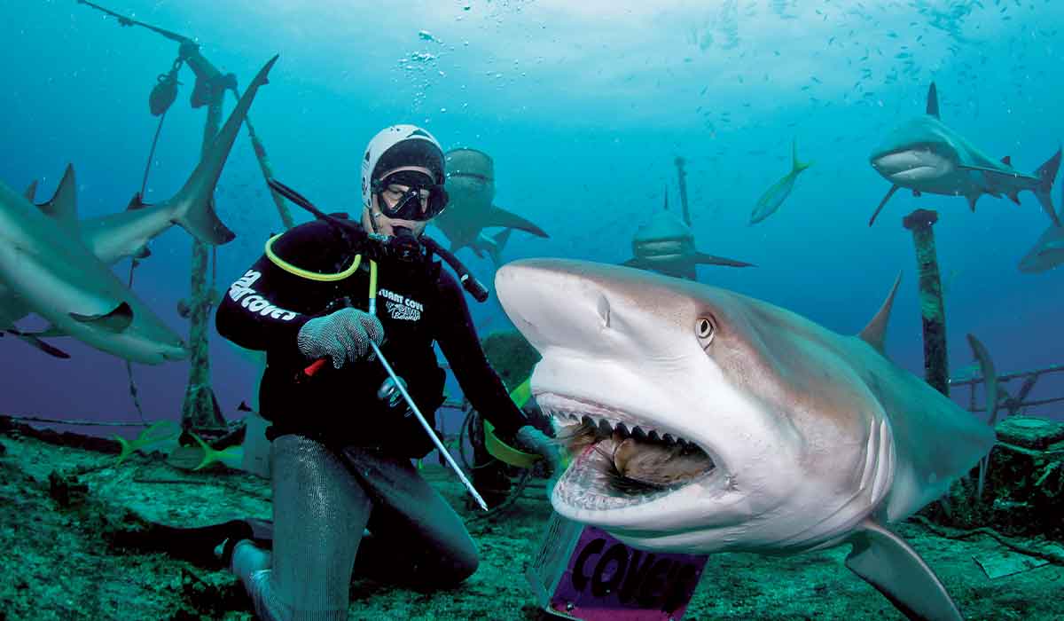 Diver holding a stick comes close to a shark's jaw