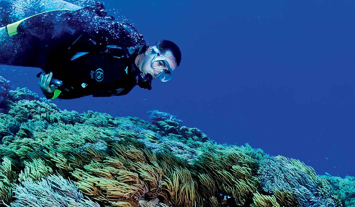 Diver swims in a fast current, evidenced by the bending sponges
