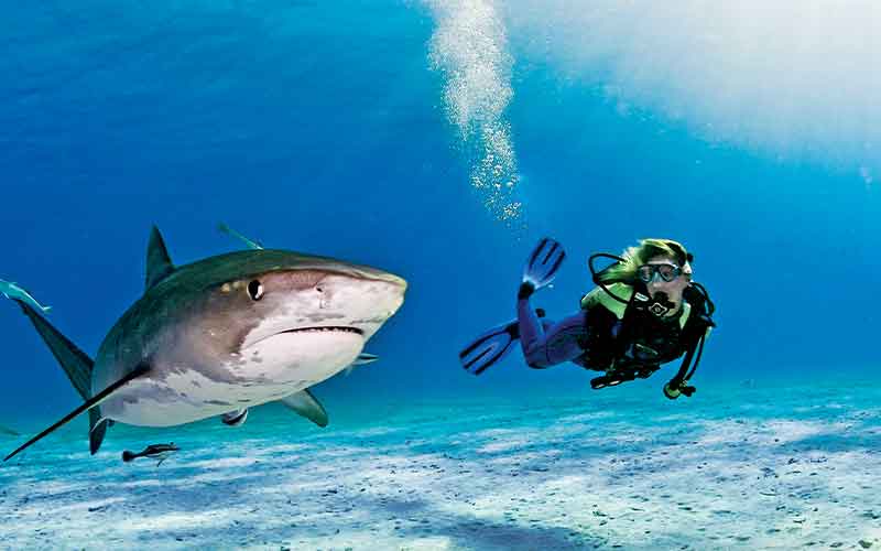 Diver swims next to a shark