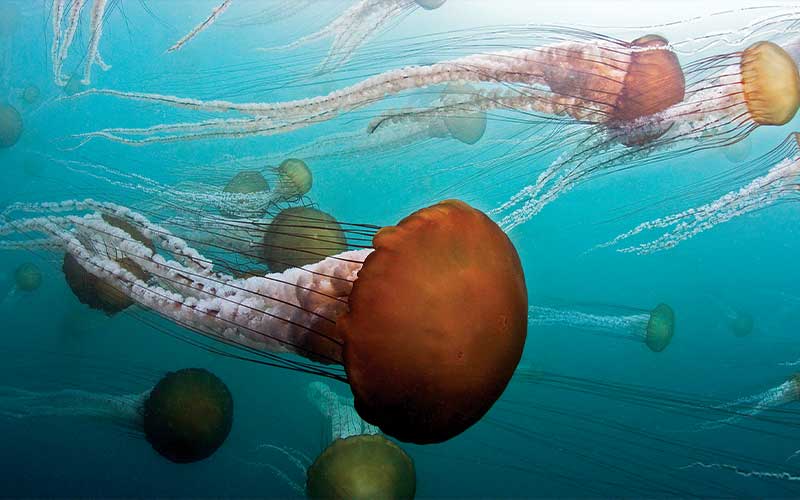 Dozens of jellyfish swim by the camera