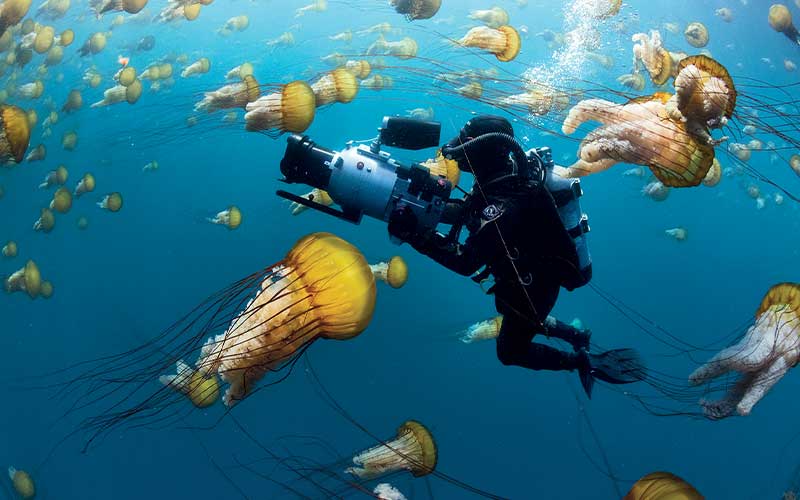Drysuit dive photographer shoots a pod of jellyfish