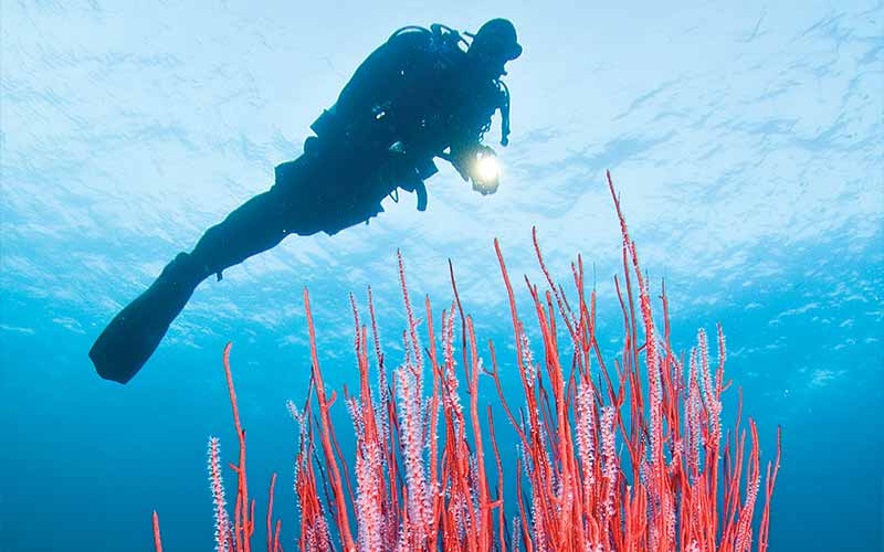 Drysuit diver swims over red gorgonian