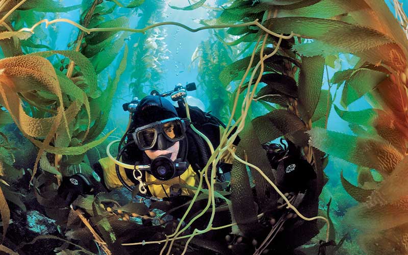 Drysuit diver swims through kelp forest