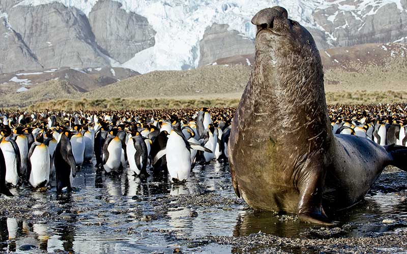 Elephant seal holds court with a large group of penguins