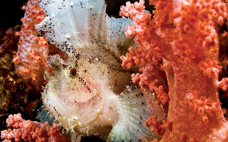 Fancy-looking white frogfish