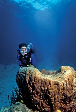 Female diver approaches giant sponge
