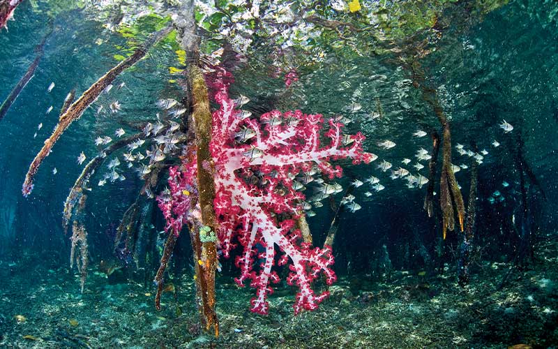 Fish and a pink thing are some of the critters living in mangroves