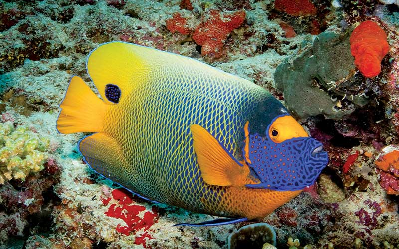 Fish with a yellow tail and blue head swims over corals