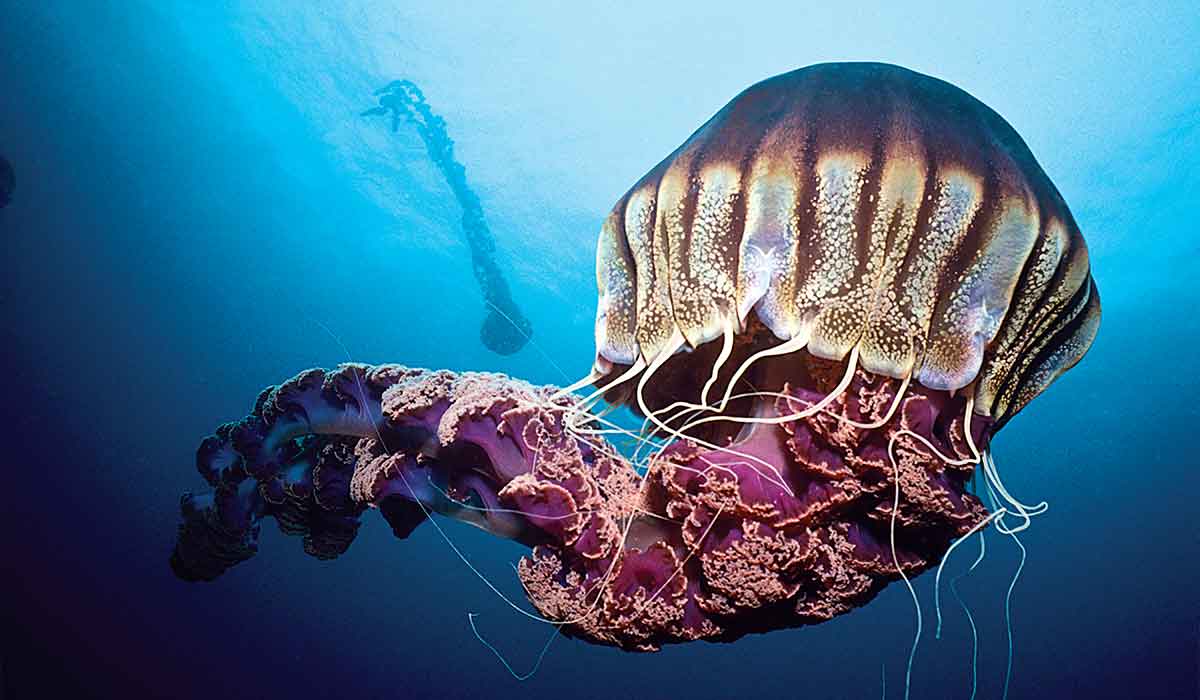 Giant jellyfish with thick, purple tentacles