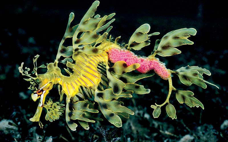 Green-yellow male leafy sea dragon