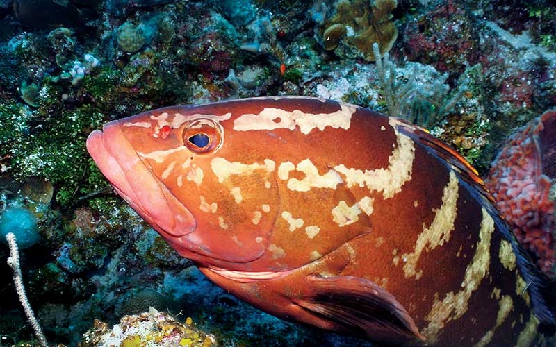 Grumpy-looking orange fish