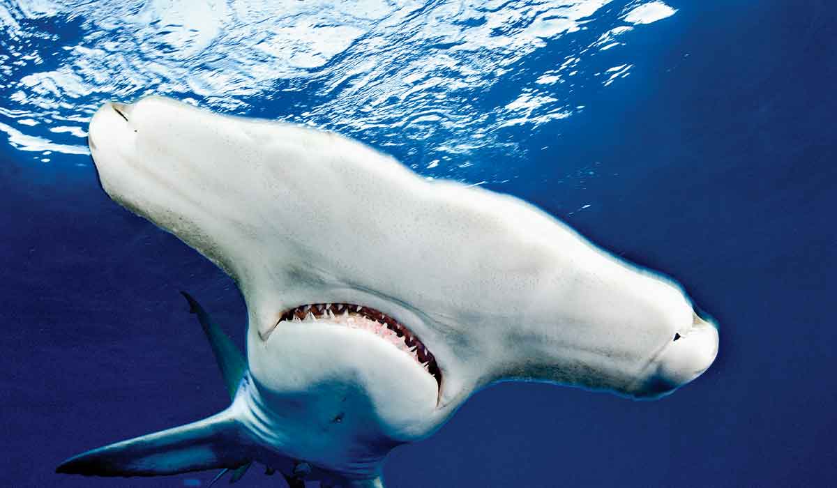 Hammerhead shark swims close to camera and shows off its pretty teeth