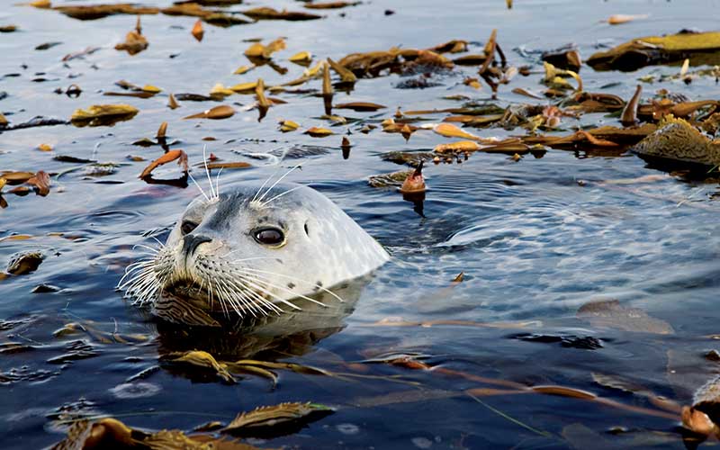 Head of a cute seal pops up out of the water