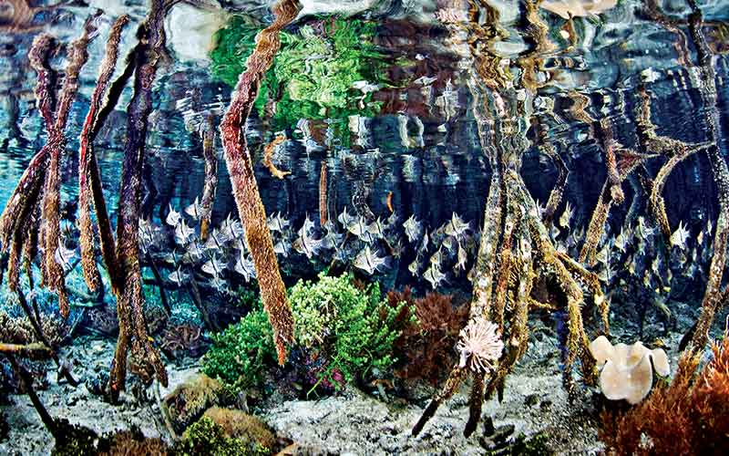 Lively ecosystem under a mangrove forest