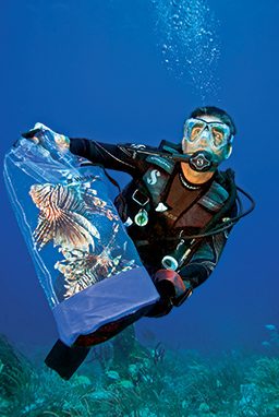 Male diver holds a bag of two lionfish