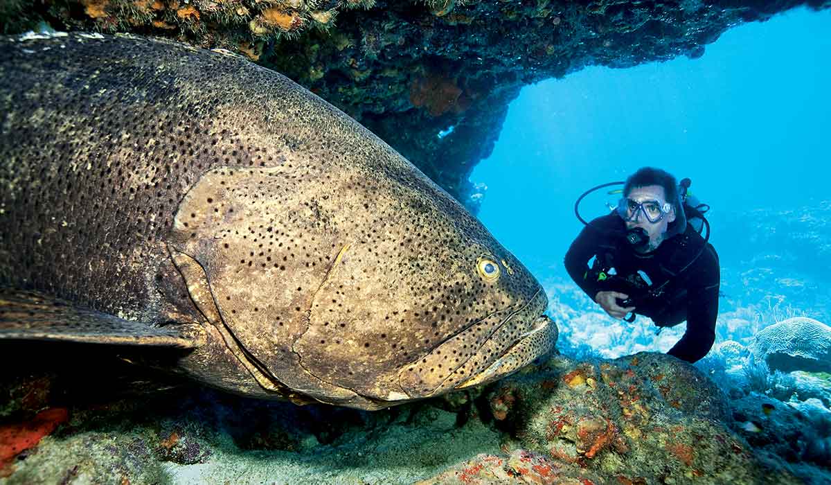 Male scuba diver approaches a giant grouper