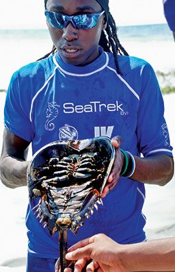 Man in blue rash guard holds a horseshoe crab