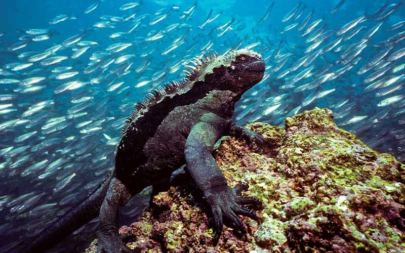 Marine iguana is submerged in water and perched on coral