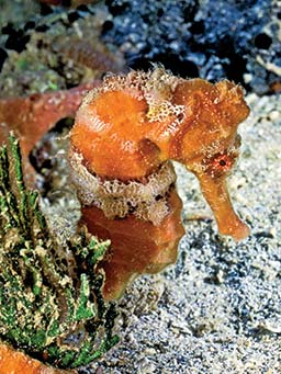 Morose-looking orange seahorse