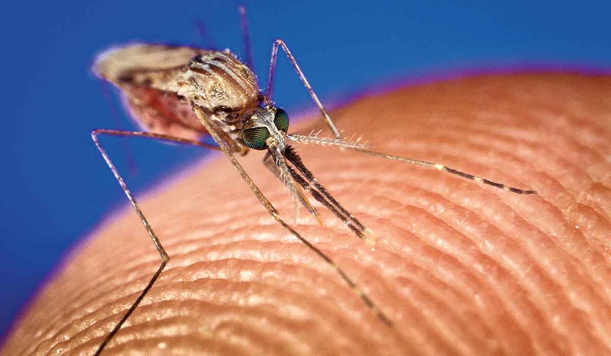 Mosquito perched on human flesh, ready for a drink