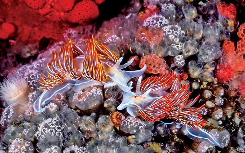 Opalescent nudibranchs and ascidians
