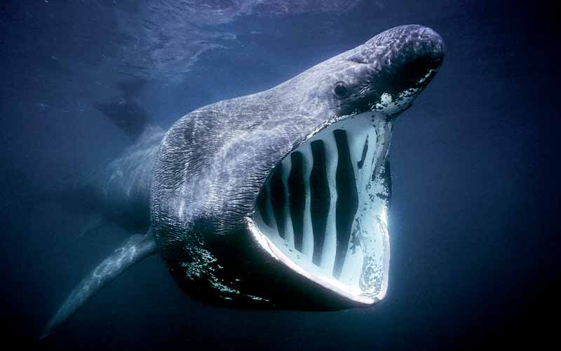 Open-mouthed basking shark smiles for camera