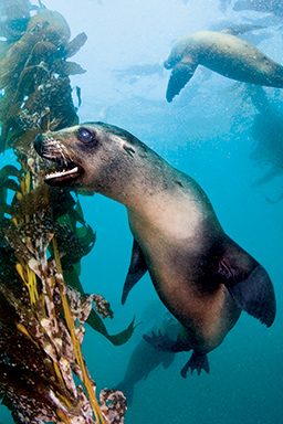 Open-mouthed sea lion swims around kelp