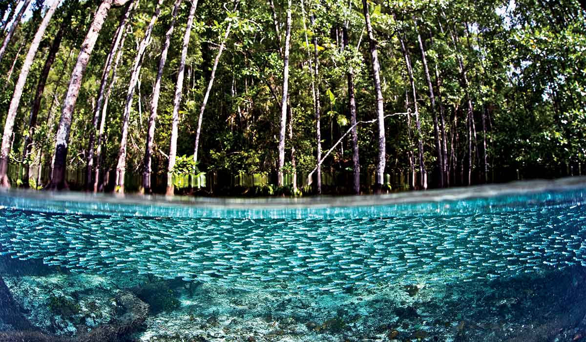 Over-under shot of a mangrove forest with fish below